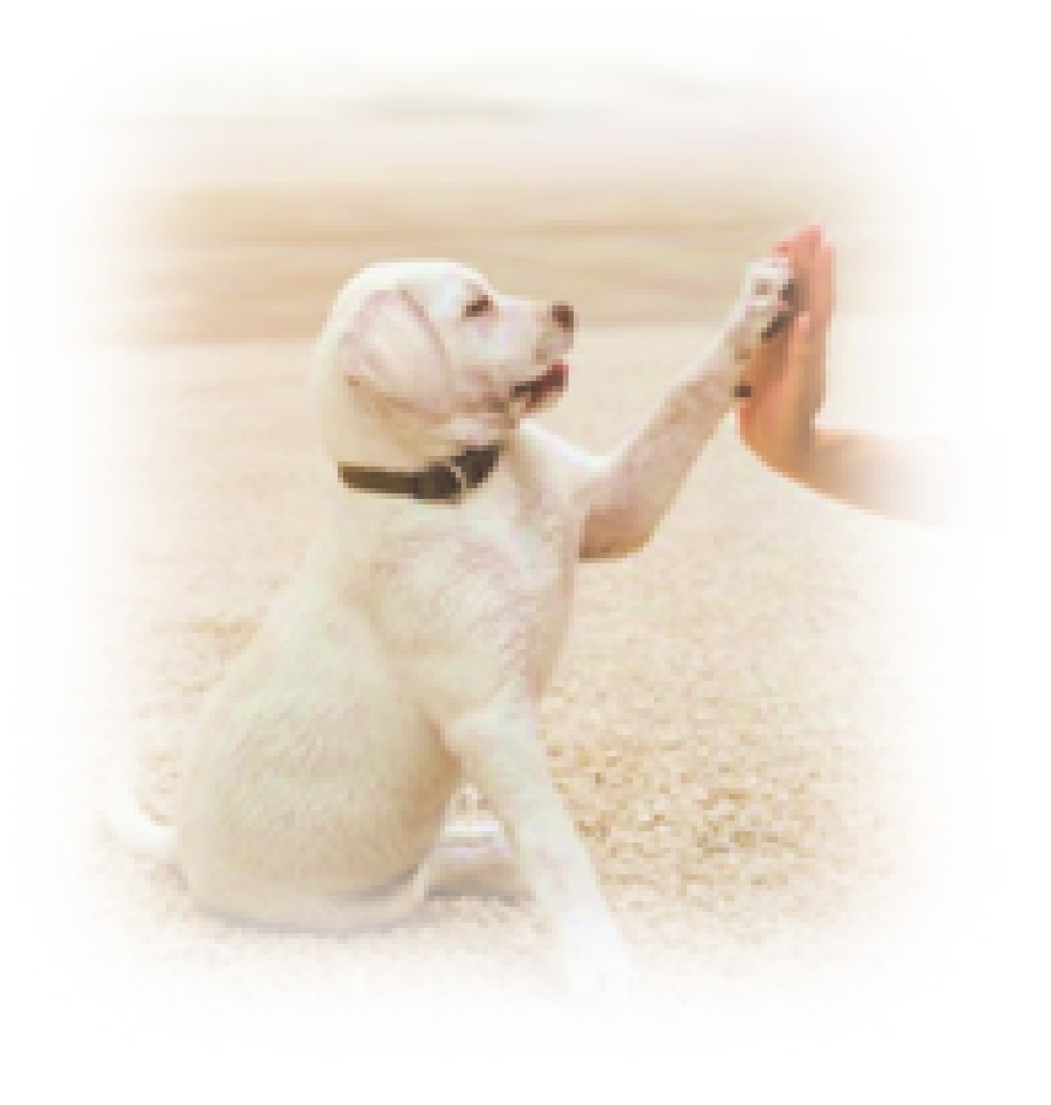 助け合いの仕組み